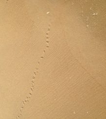 sand piper footprints