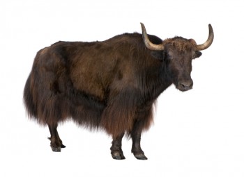 SMART Yaks, and other tips for a better year