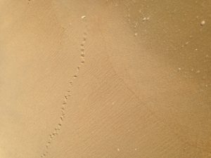 sand piper footprints