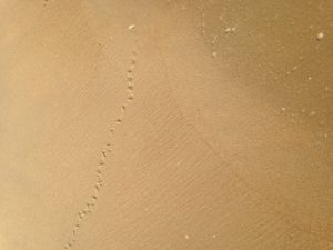 sand piper footprints